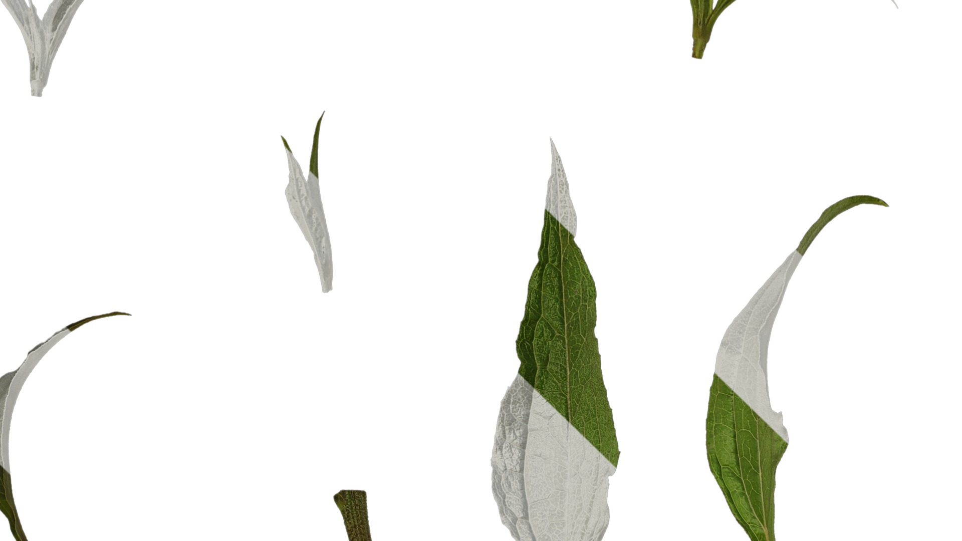 Anydrafts Echinacea purpurea Leaf 01 Texture_1