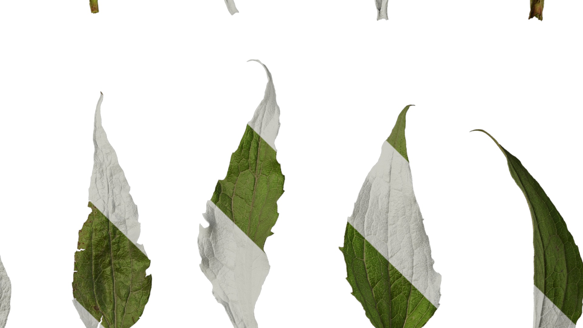 Anydrafts Echinacea purpurea Leaf 01 Texture_4