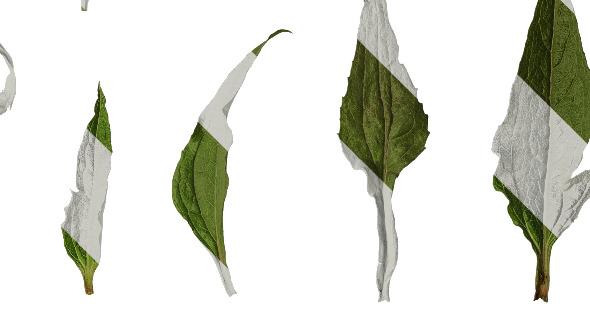 Anydrafts Echinacea purpurea Leaf 01 Texture_2