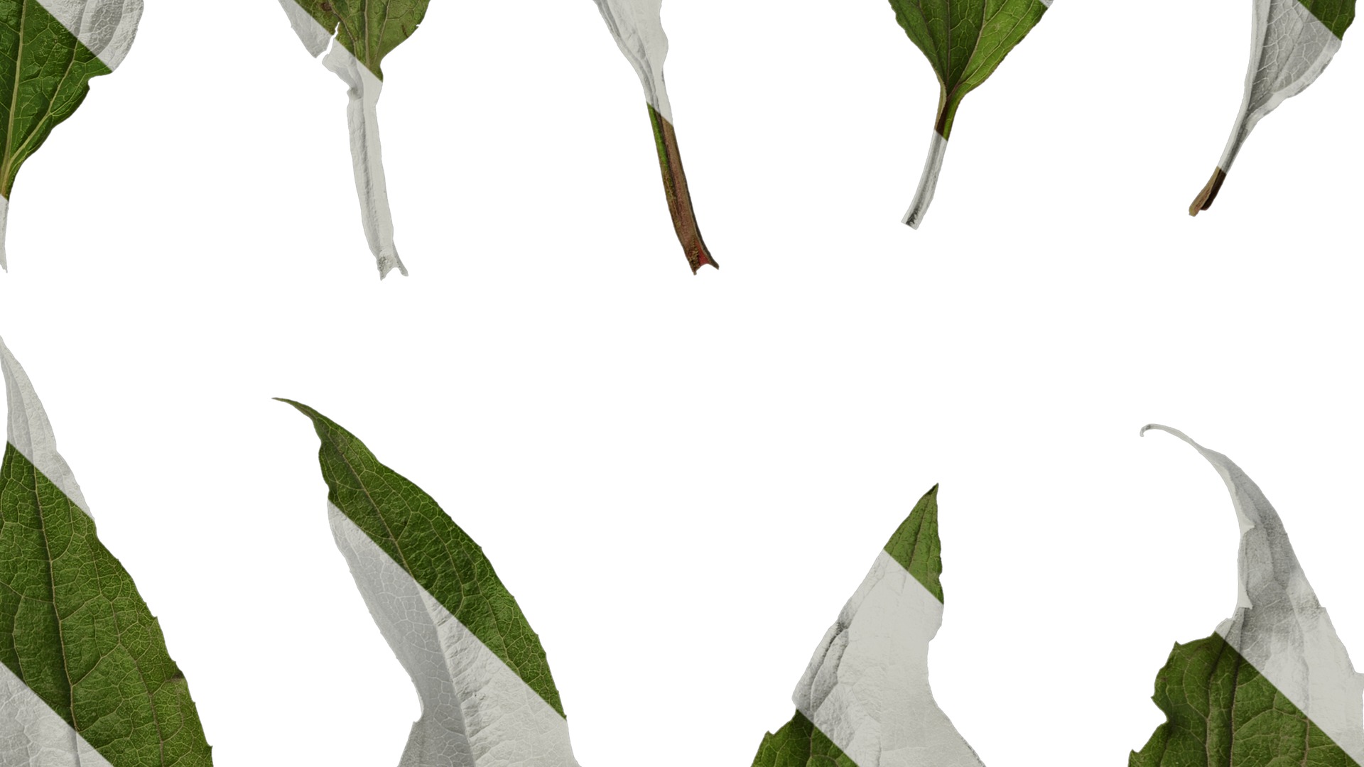 Anydrafts Echinacea purpurea Leaf 01 Texture_6