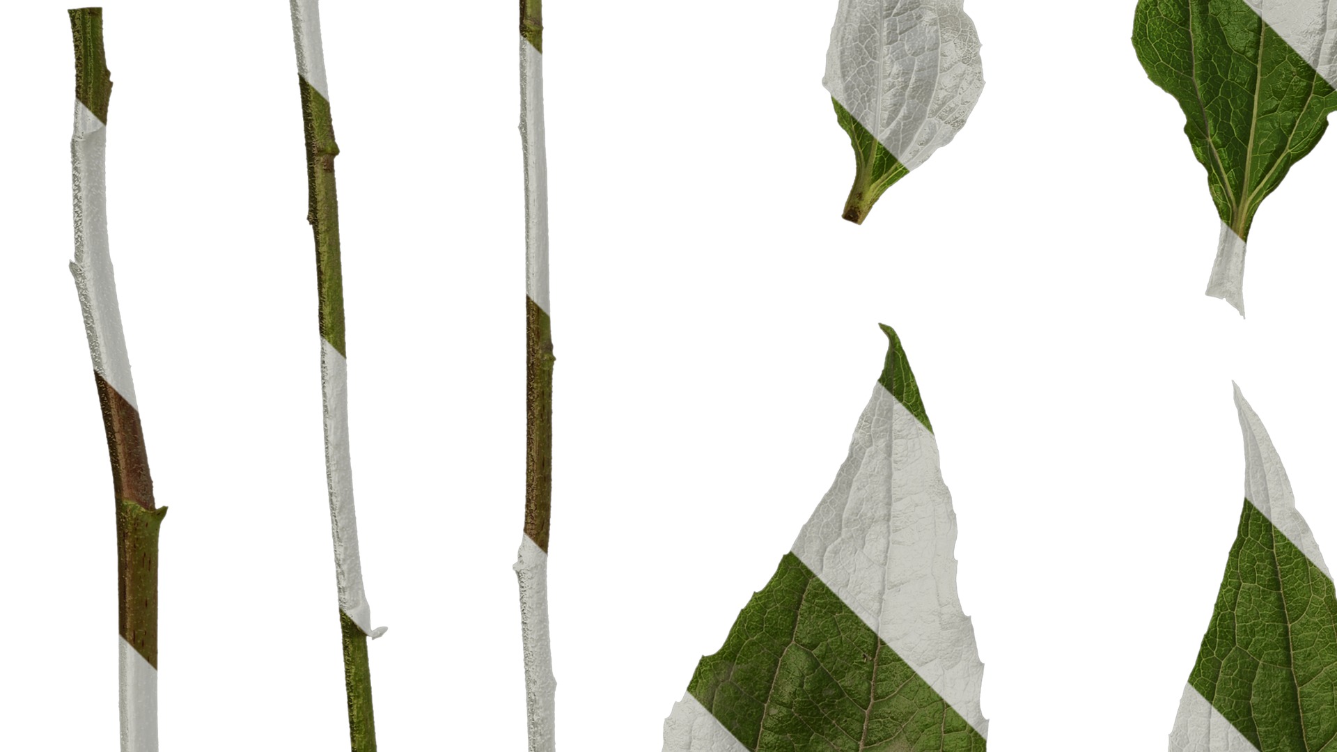 Anydrafts Echinacea purpurea Leaf 01 Texture_5