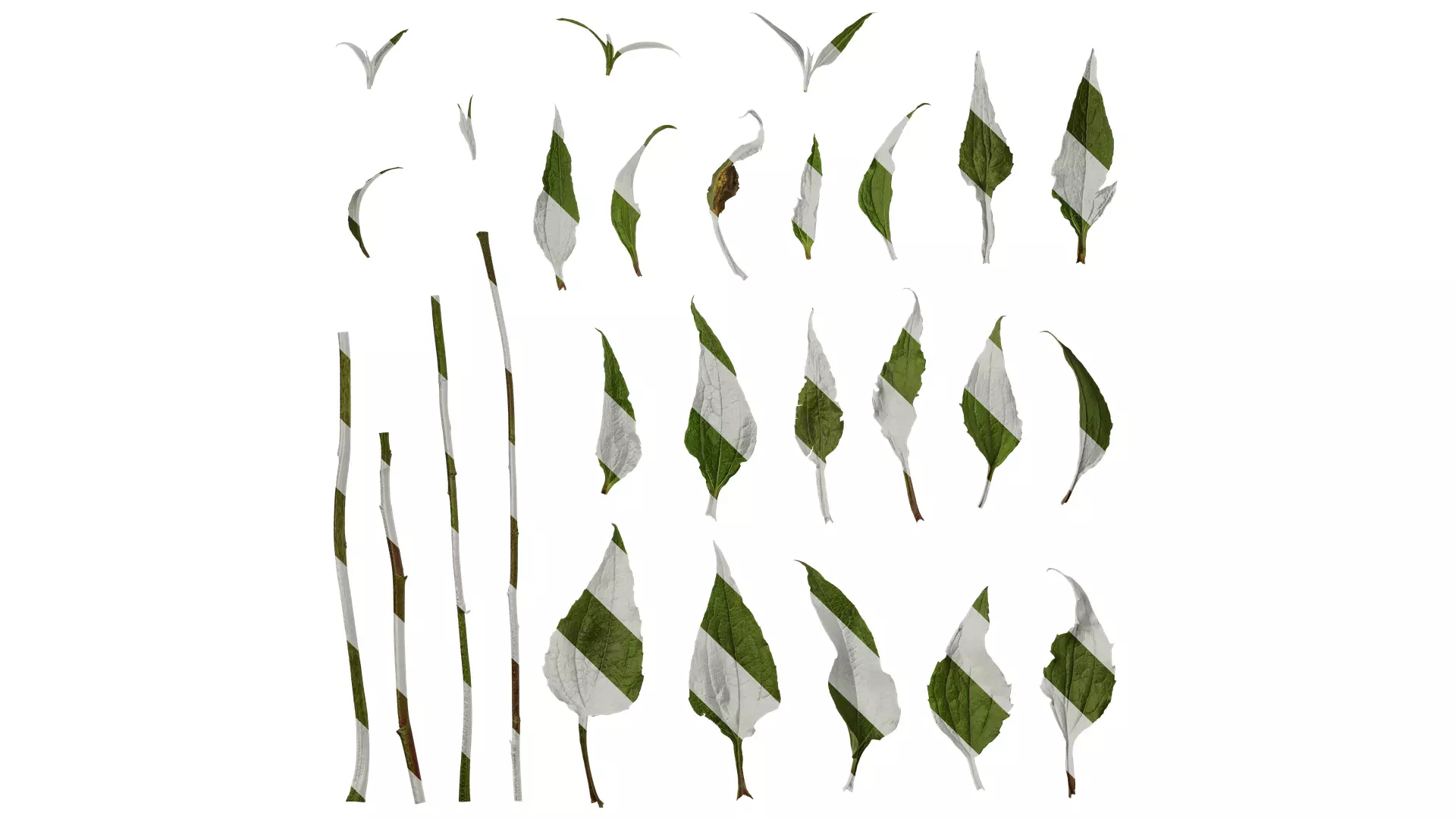 Anydrafts Echinacea purpurea Leaf 01 Texture_0