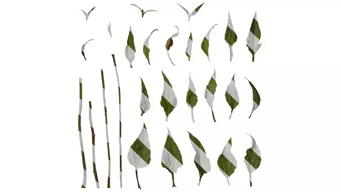 Anydrafts Echinacea purpurea Leaf 01 Texture Anydrafts Echinacea purpurea Leaf 01 Texture