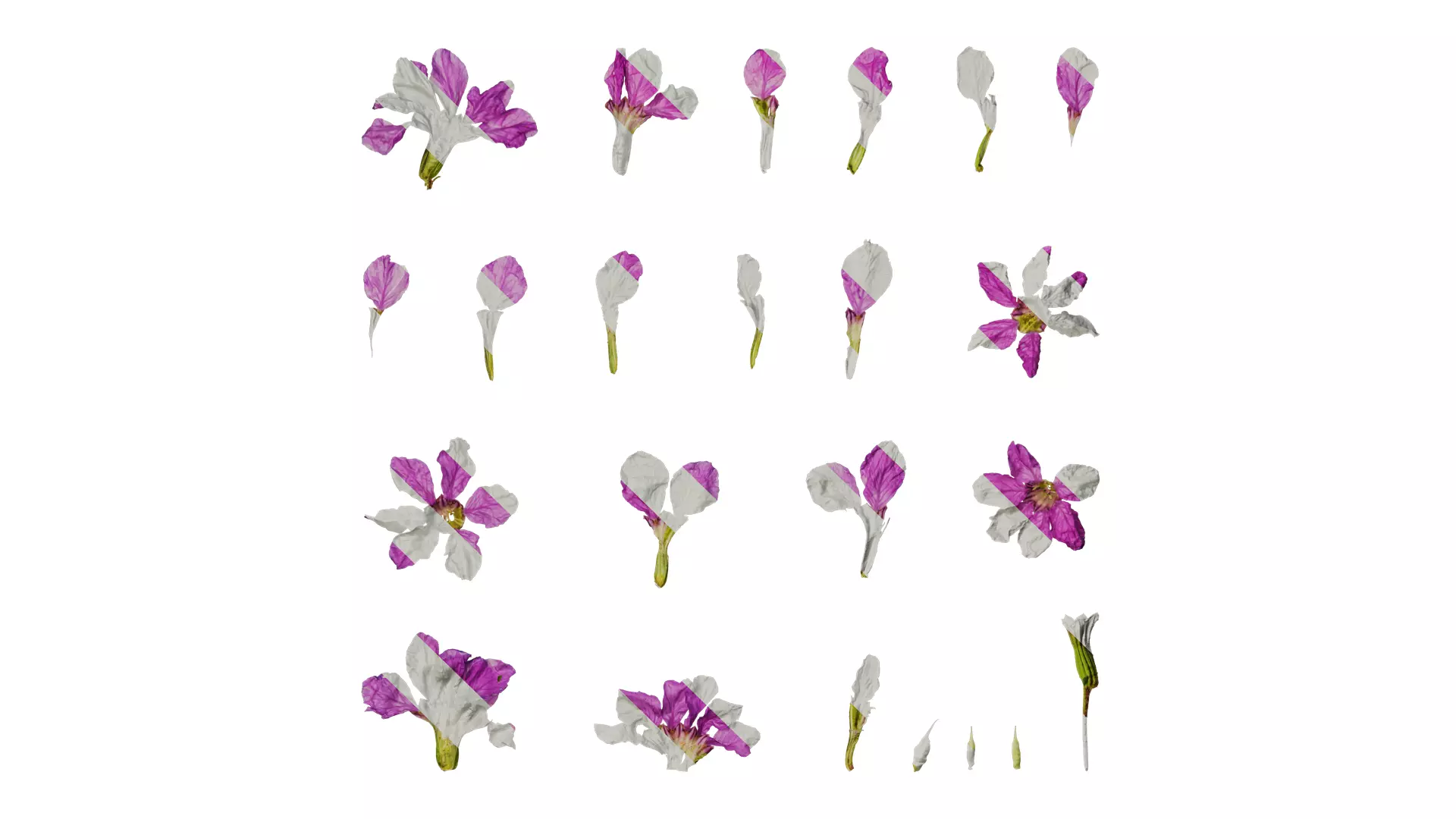 Anydrafts Cuphea Flower 04 Texture