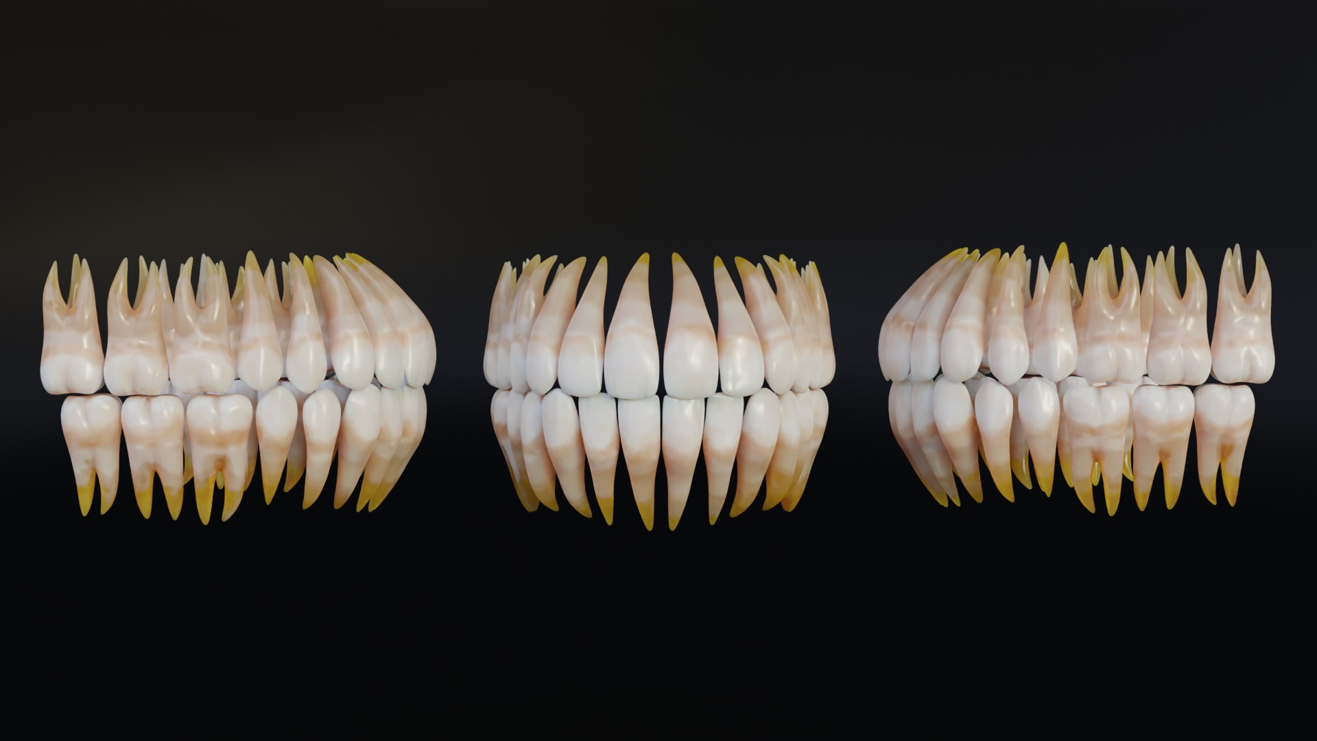 Human Mouth with Teeth Tongue and Gums - Rigged Low-poly 3D model_12