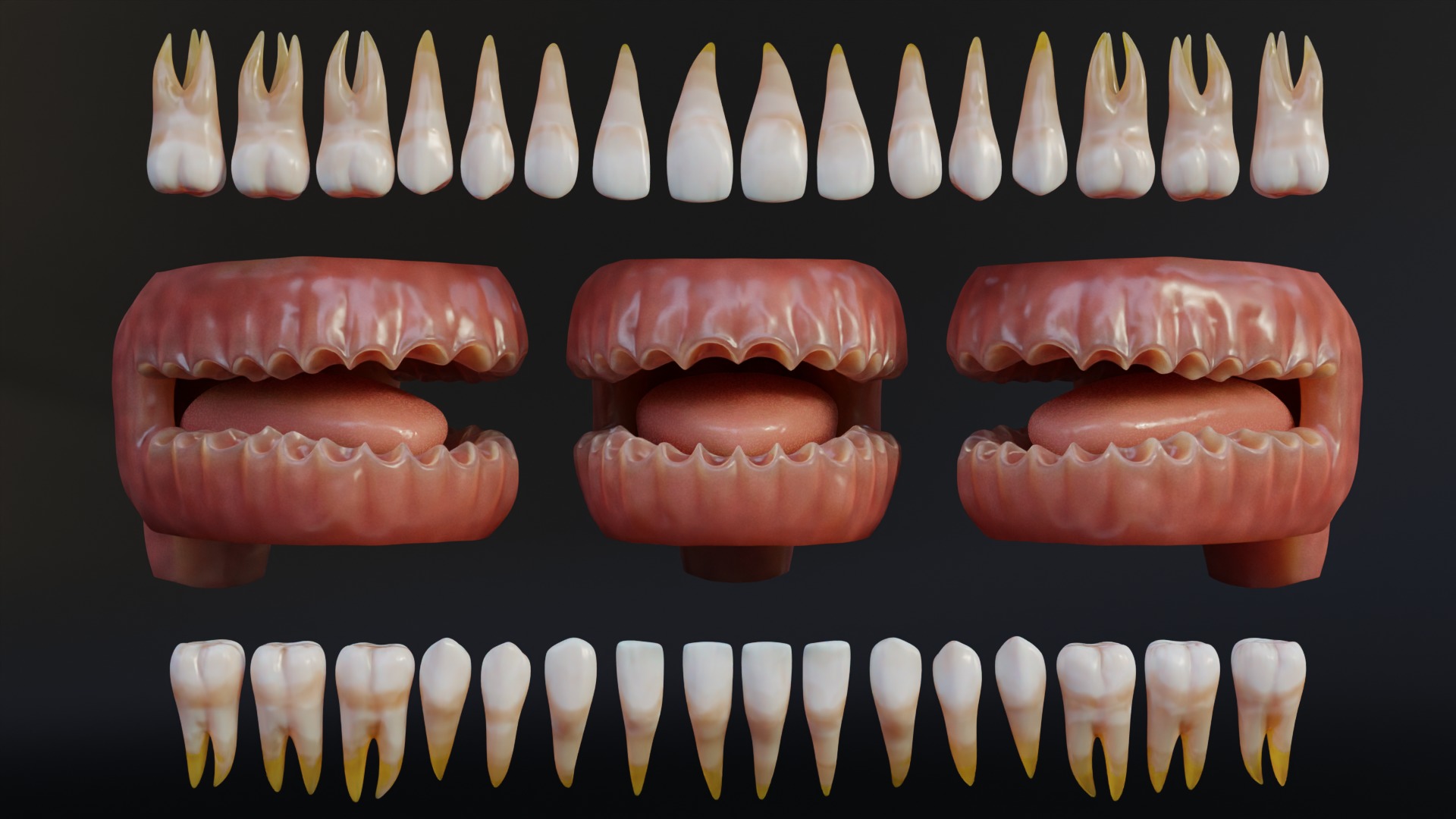 Human Mouth with Teeth Tongue and Gums - Rigged Low-poly 3D model_14