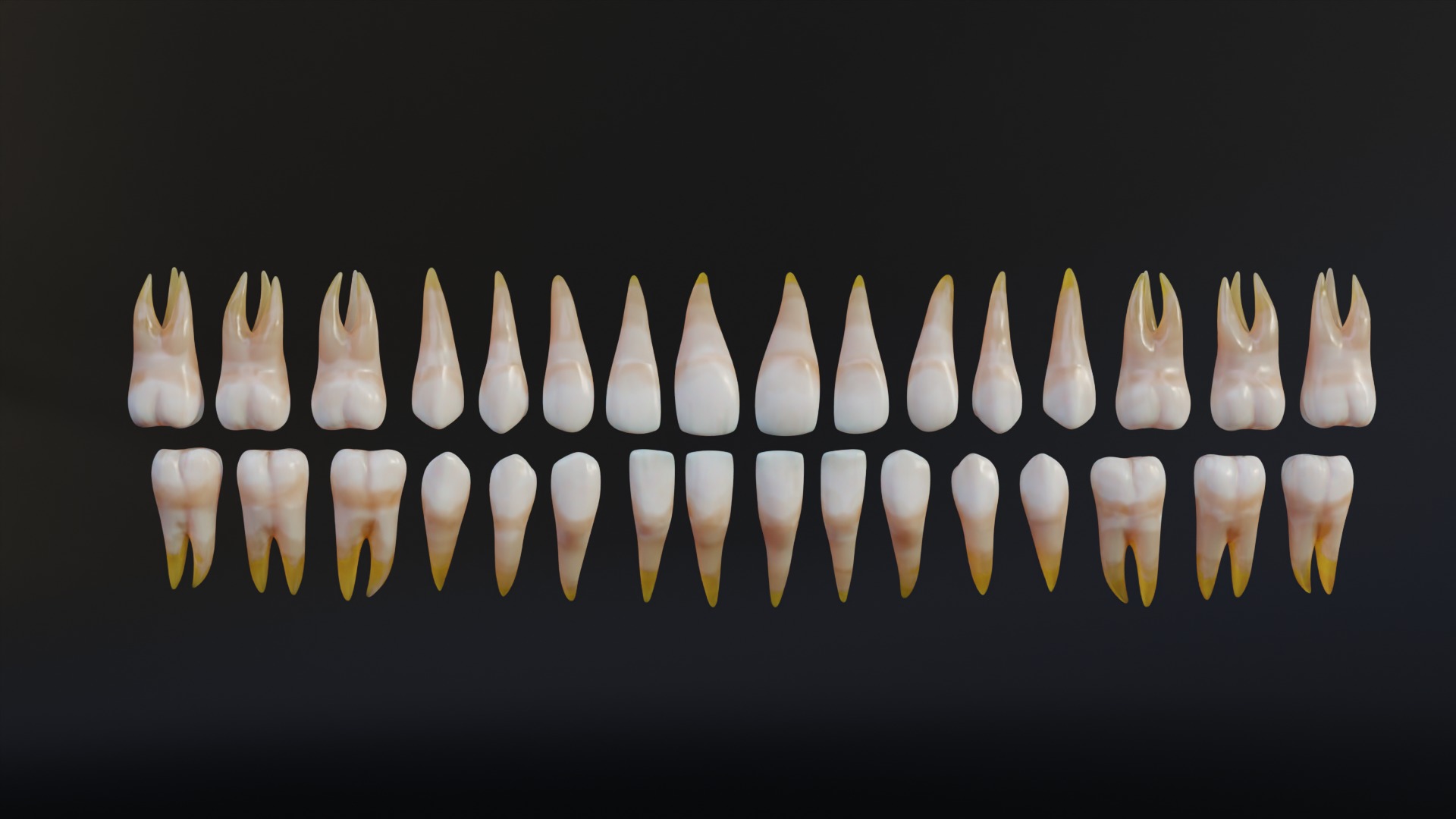 Human Mouth with Teeth Tongue and Gums - Rigged Low-poly 3D model_13