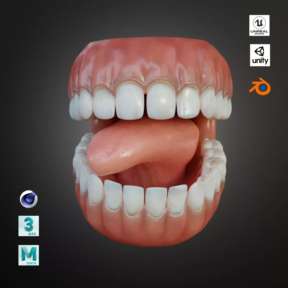 Human Mouth with Teeth Tongue and Gums - Rigged Low-poly 3D model_0