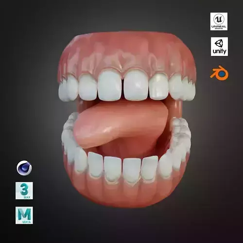 Human Mouth with Teeth Tongue and Gums - Rigged Low-poly 3D model Human Mouth with Teeth Tongue and Gums - Rigged Low-poly 3D model