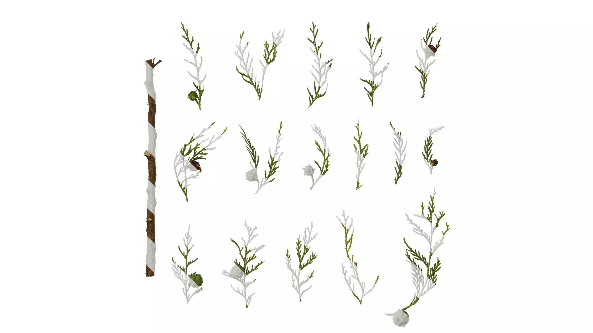 Anydrafts Cupressus funebris Atlas 01 Texture