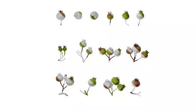 Anydrafts Cyanococcus Fruit 01