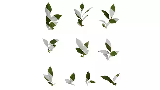 Anydrafts Cyanococcus Leaf 02