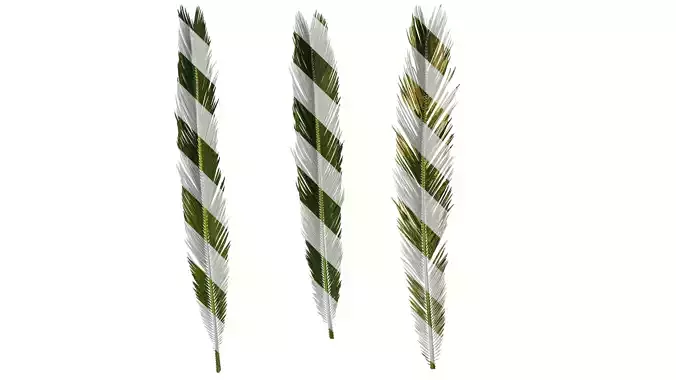 Anydrafts Cycas revoluta Atlas 01