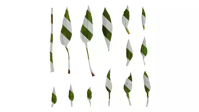 Anydrafts Echinacea purpurea Leaf 03