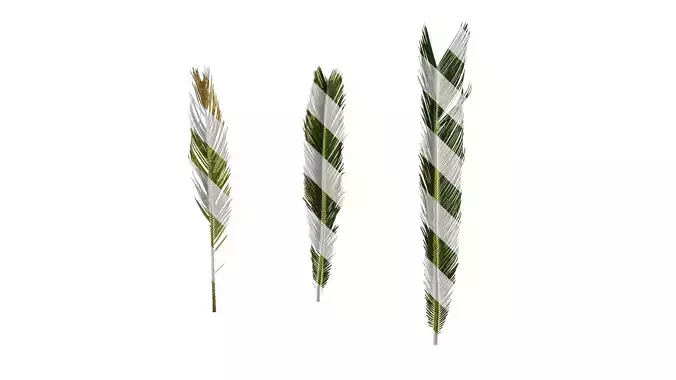 Anydrafts Cycas revoluta Atlas 02