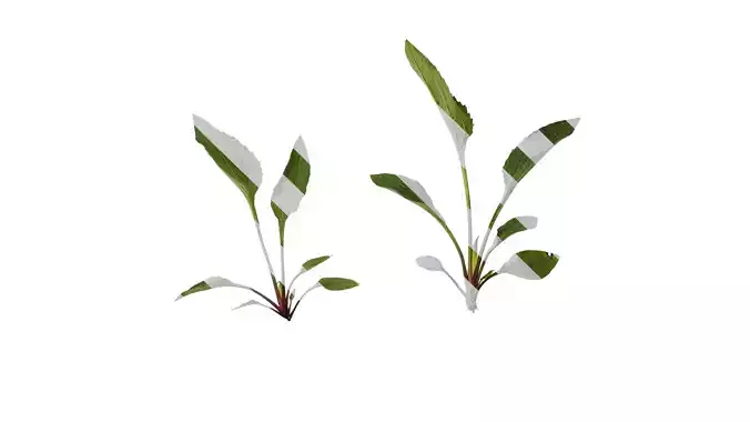 Anydrafts Echinacea purpurea Leaf 04