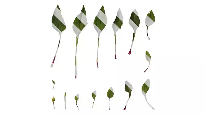 Anydrafts Echinacea purpurea Leaf 05