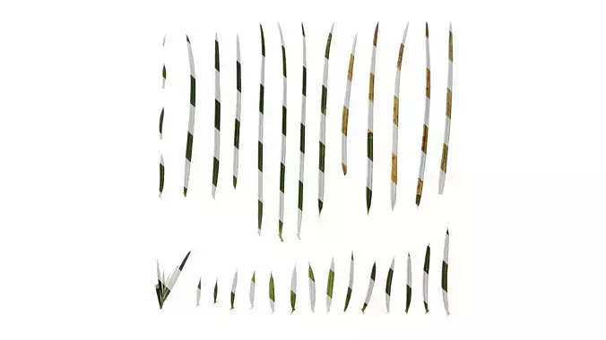 Anydrafts Cycas revoluta Leaf 02