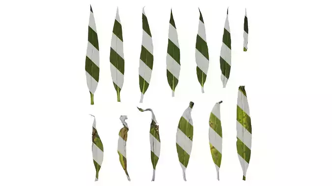 Anydrafts Echium candicans Leaf 01