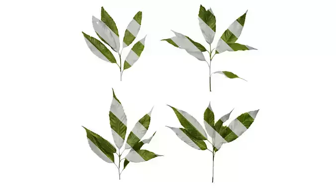 Anydrafts Cyclobalanopsis glauca Atlas 01