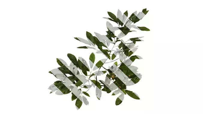 Anydrafts Cyclobalanopsis glauca Atlas 07