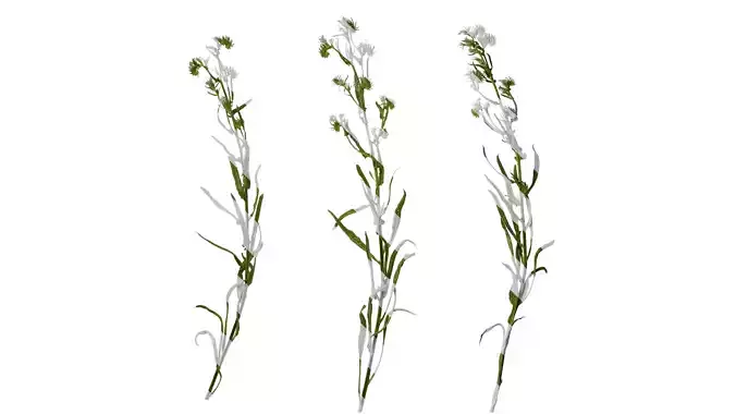 Anydrafts Echium vulgare Atlas 03