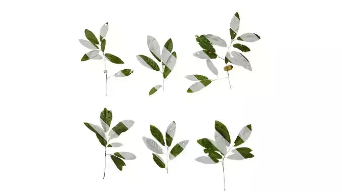 Anydrafts Cyclobalanopsis glauca Atlas 08