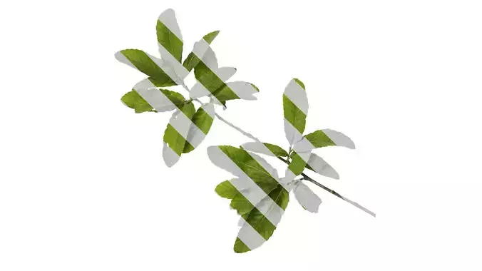 Anydrafts Cyclobalanopsis glauca Atlas 09