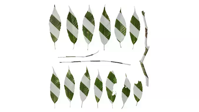 Anydrafts Cyclobalanopsis glauca Leaf 07