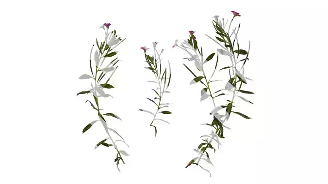 Anydrafts Epilobium pyrricholophum Atlas 01