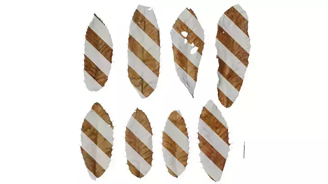 Anydrafts Cyclobalanopsis glauca Leaf 16