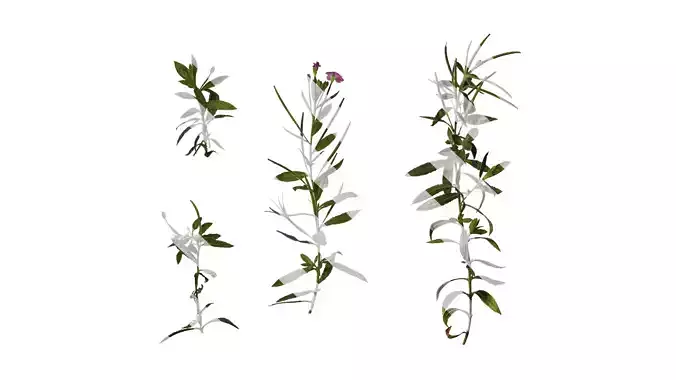 Anydrafts Epilobium pyrricholophum Atlas 02