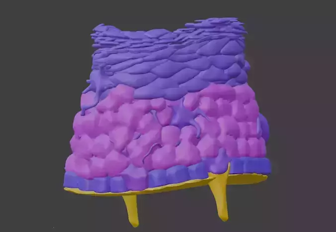 3D Model of the Epithelium of the Skin 3D print model