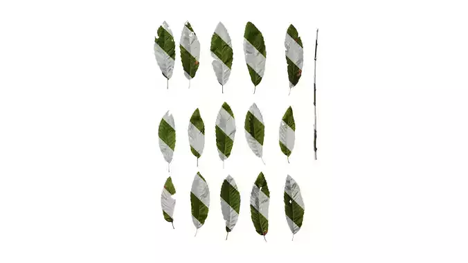 Anydrafts Cyclobalanopsis glauca Leaf 28