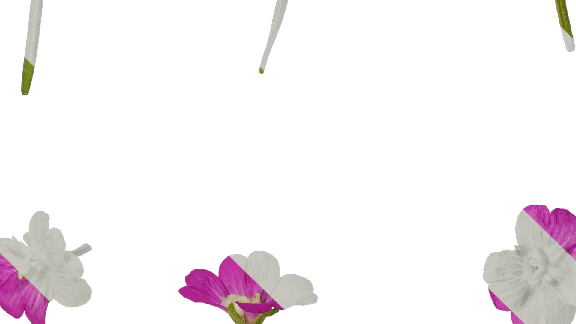 Anydrafts Epilobium pyrricholophum Atlas 03 Texture_3