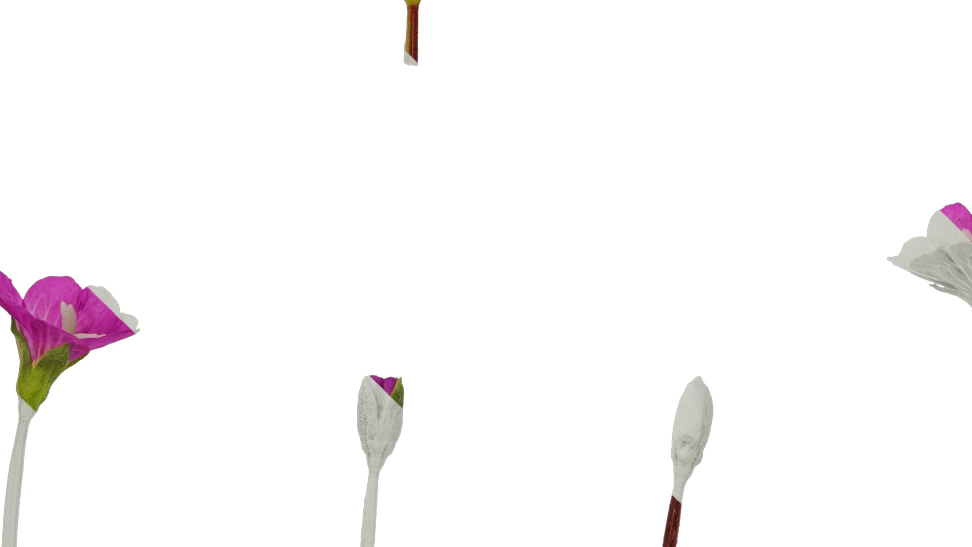 Anydrafts Epilobium pyrricholophum Atlas 03 Texture_5