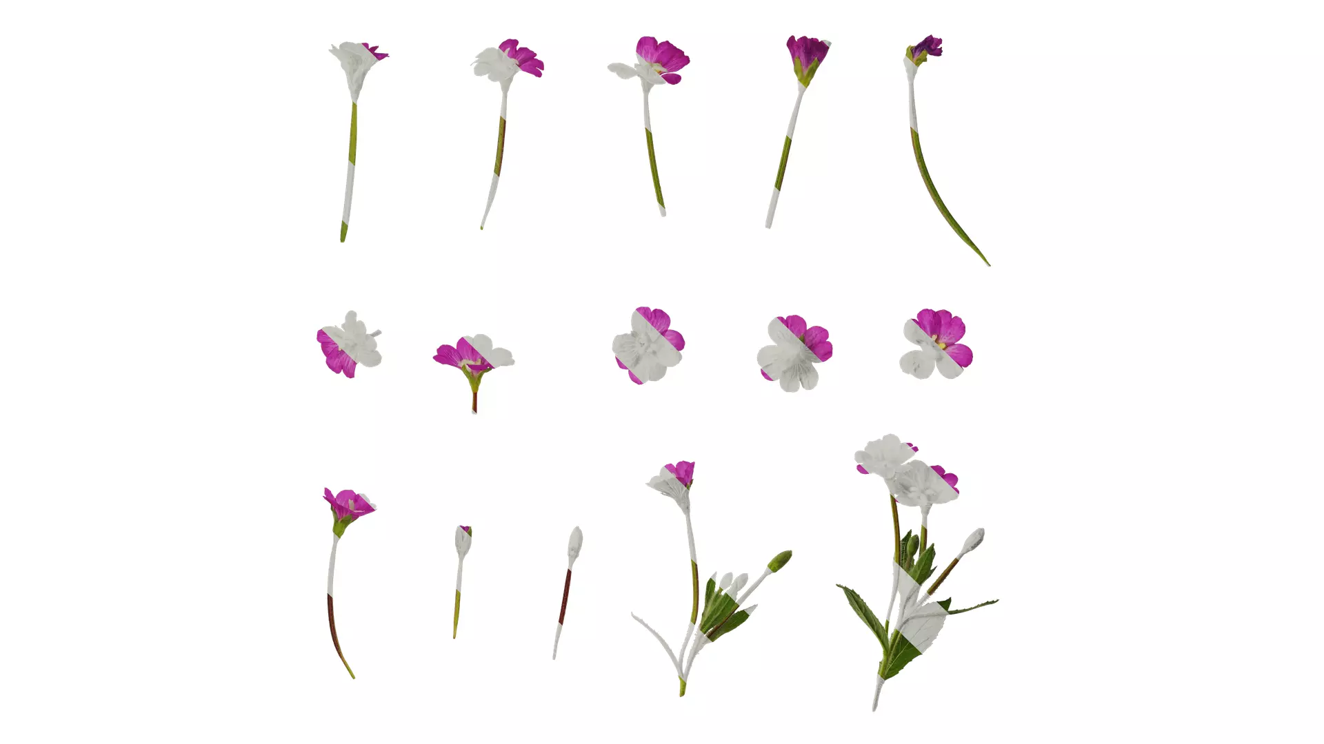 Anydrafts Epilobium pyrricholophum Atlas 03 Texture_0