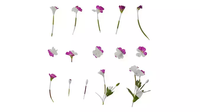 Anydrafts Epilobium pyrricholophum Atlas 03