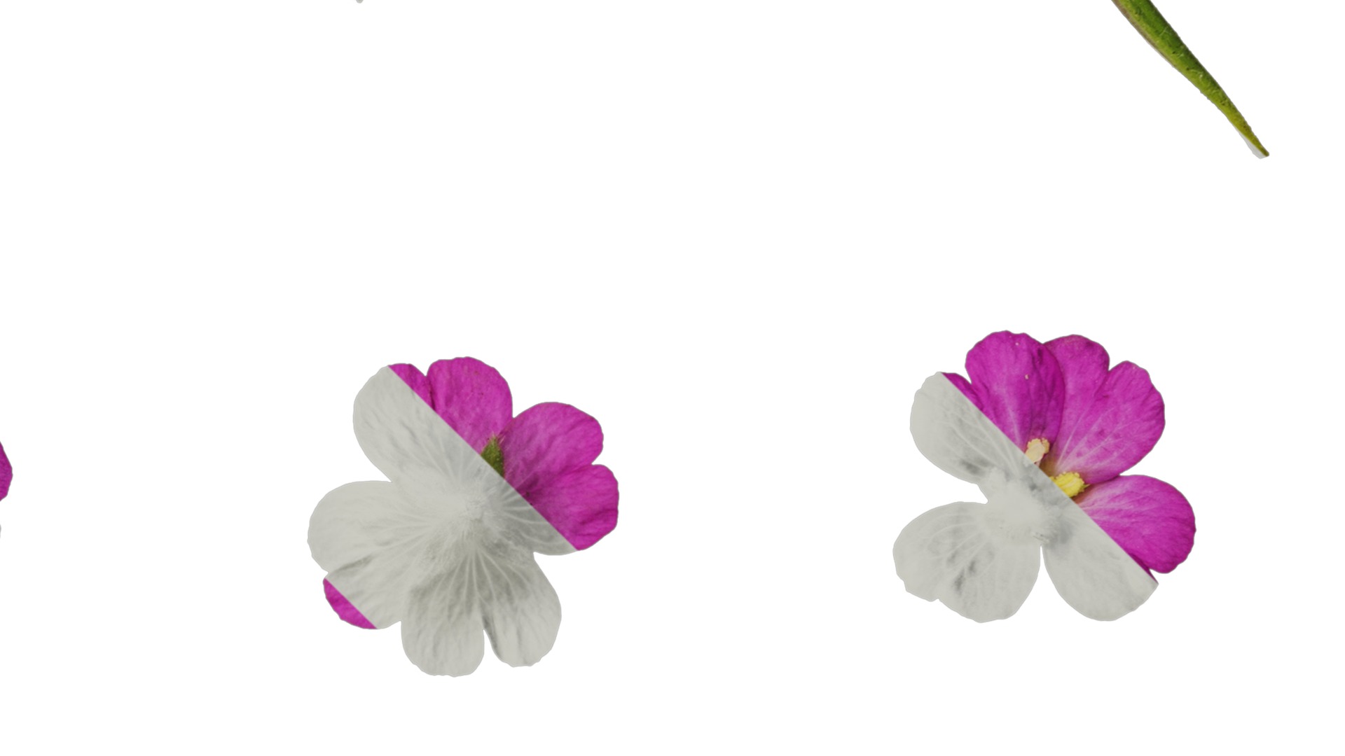 Anydrafts Epilobium pyrricholophum Atlas 03 Texture_4