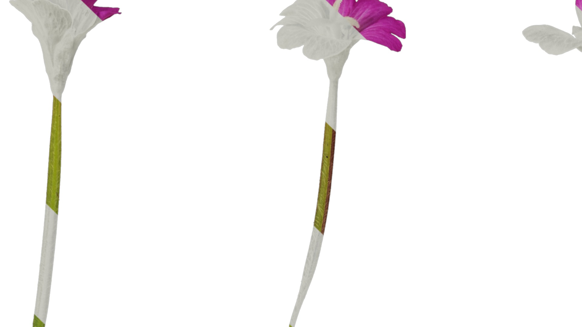 Anydrafts Epilobium pyrricholophum Atlas 03 Texture_1