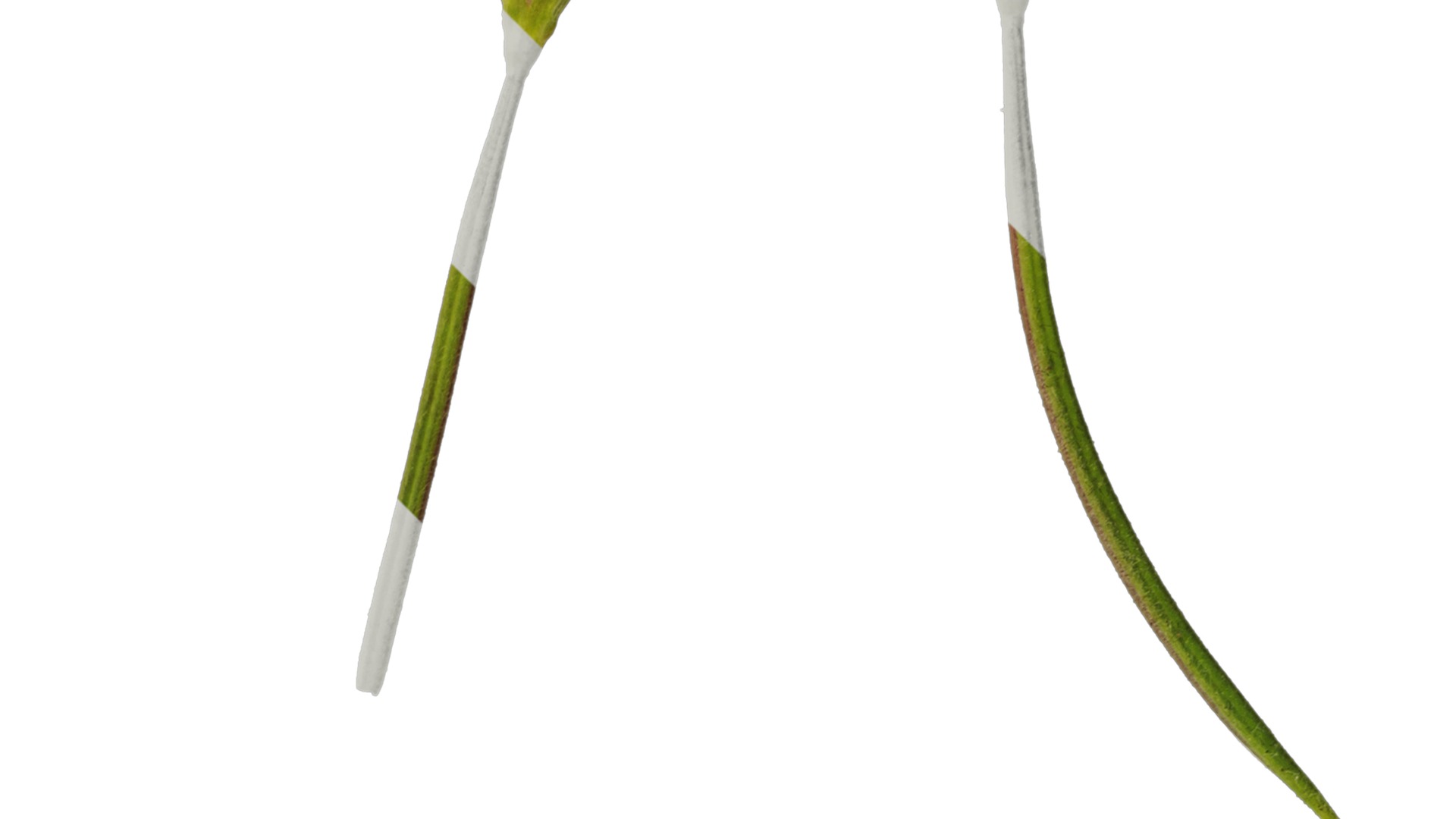 Anydrafts Epilobium pyrricholophum Atlas 03 Texture_2