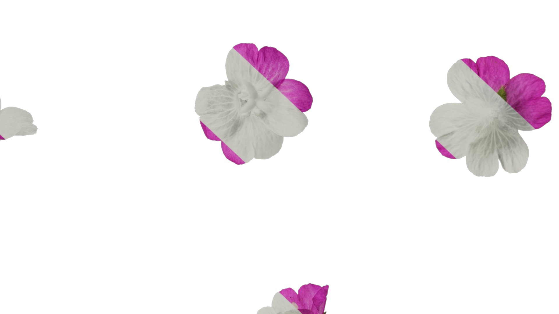 Anydrafts Epilobium pyrricholophum Atlas 03 Texture_7