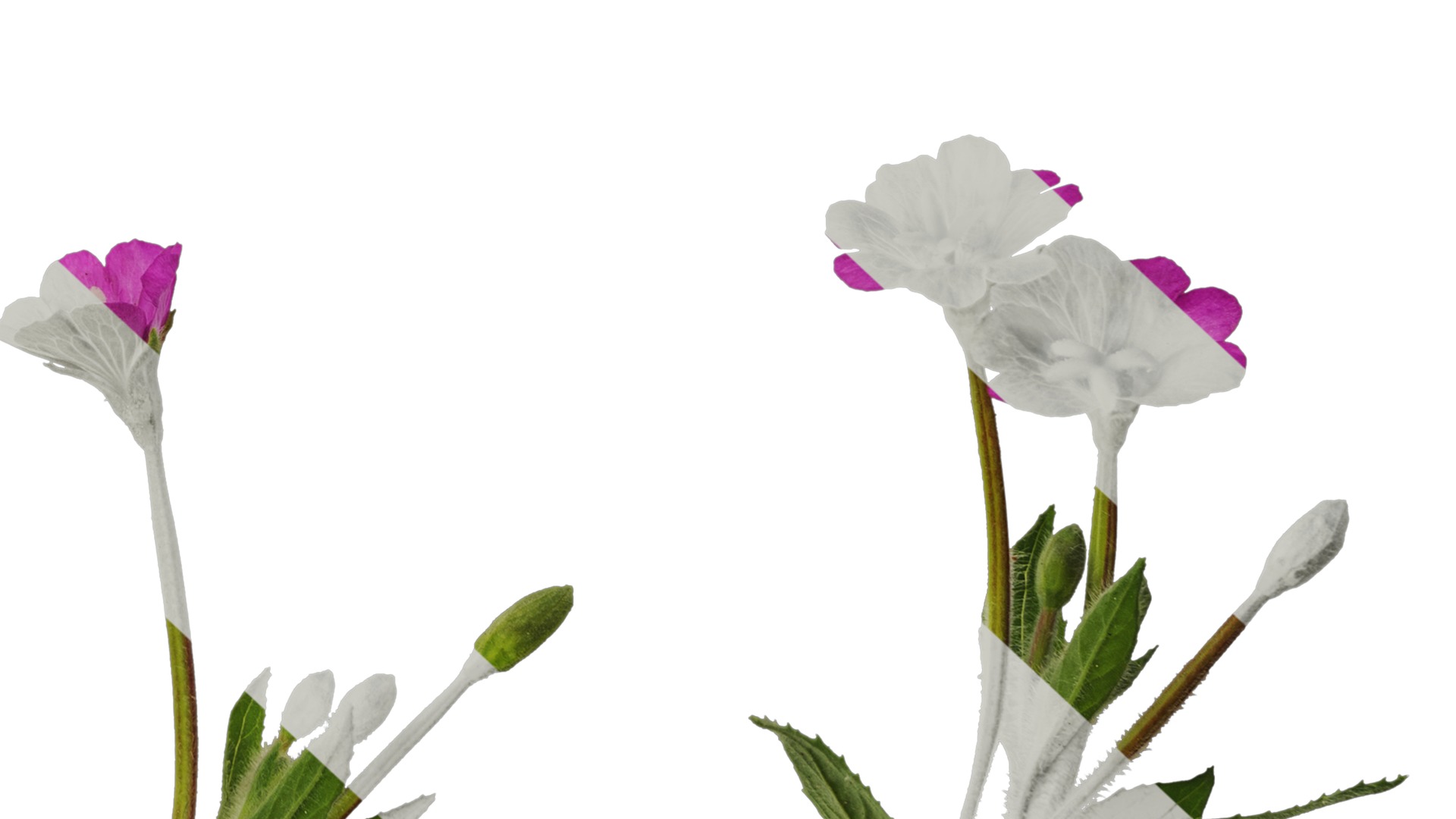 Anydrafts Epilobium pyrricholophum Atlas 03 Texture_6