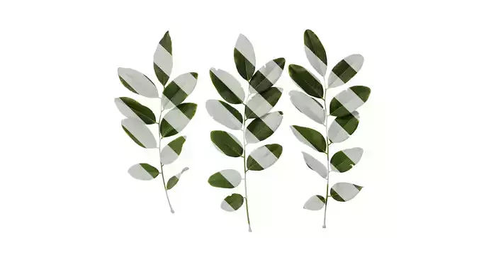 Anydrafts Dalbergia hupeana Atlas 01