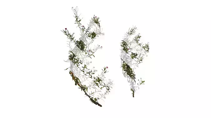 Anydrafts Epilobium pyrricholophum Atlas 04