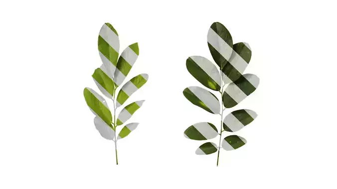 Anydrafts Dalbergia hupeana Atlas 02