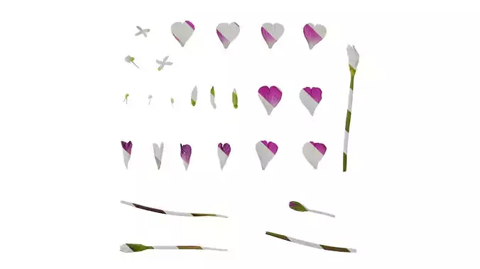 Anydrafts Epilobium pyrricholophum Flower 01