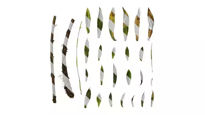 Anydrafts Epilobium pyrricholophum Leaf 01