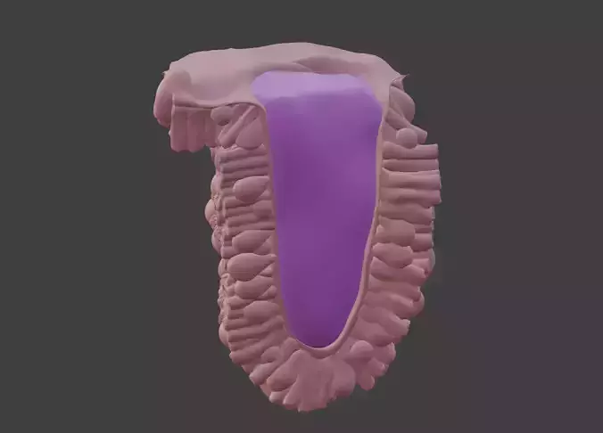 3D Model of the Epithelium of the Duodenum 3D print model