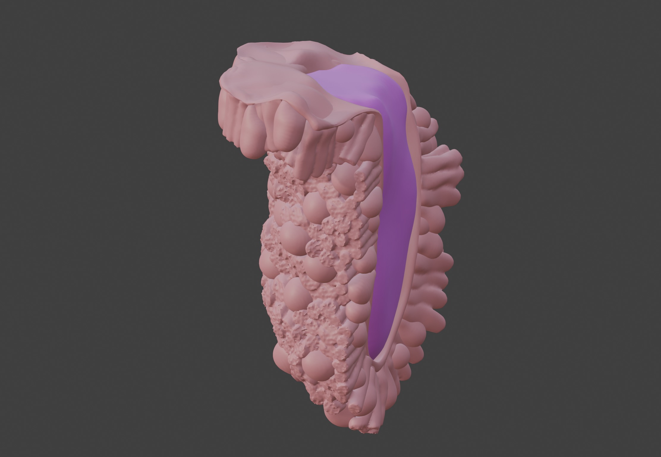 3D Model of the Epithelium of the Duodenum 3D print model_8